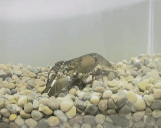 A signal crayfish foraging